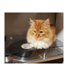 Simba, the short-legged munchkin（個別スタンプ：9）