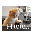 Simba, the short-legged munchkin（個別スタンプ：10）