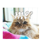 Simba, the short-legged munchkin（個別スタンプ：11）