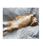 Simba, the short-legged munchkin（個別スタンプ：12）