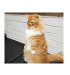 Simba, the short-legged munchkin（個別スタンプ：13）