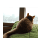 Simba, the short-legged munchkin（個別スタンプ：14）