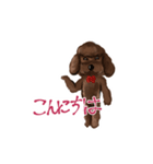 Professionally Trained Poodles（個別スタンプ：1）
