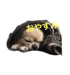 偉そうなチワワ（個別スタンプ：4）