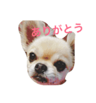 偉そうなチワワ（個別スタンプ：5）