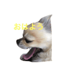 偉そうなチワワ（個別スタンプ：8）
