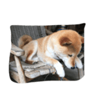 コロ（柴犬）（個別スタンプ：1）