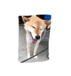 コロ（柴犬）（個別スタンプ：2）