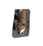 コロ（柴犬）（個別スタンプ：3）