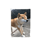 コロ（柴犬）（個別スタンプ：4）