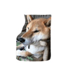 コロ（柴犬）（個別スタンプ：6）