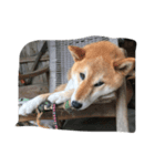 コロ（柴犬）（個別スタンプ：7）