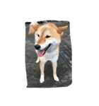 コロ（柴犬）（個別スタンプ：8）