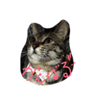 ほごねこスタンプ（個別スタンプ：1）