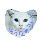 ほごねこスタンプ（個別スタンプ：2）
