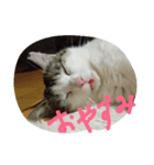 ほごねこスタンプ（個別スタンプ：4）