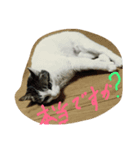 ほごねこスタンプ（個別スタンプ：6）
