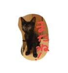 ほごねこスタンプ（個別スタンプ：8）