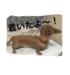 うにゆきちむぎスタンプ（個別スタンプ：24）