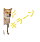 ベルと茶子。（個別スタンプ：38）
