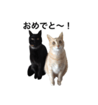 クリーム茶トラのネムと黒猫ピース（個別スタンプ：1）