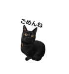 クリーム茶トラのネムと黒猫ピース（個別スタンプ：3）