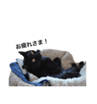 クリーム茶トラのネムと黒猫ピース（個別スタンプ：5）