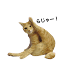 クリーム茶トラのネムと黒猫ピース（個別スタンプ：6）