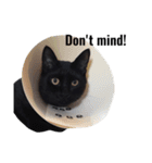 クリーム茶トラのネムと黒猫ピース（個別スタンプ：7）