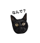 クリーム茶トラのネムと黒猫ピース（個別スタンプ：10）