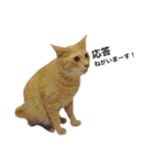 クリーム茶トラのネムと黒猫ピース（個別スタンプ：11）