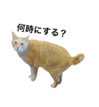 クリーム茶トラのネムと黒猫ピース（個別スタンプ：12）