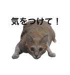 クリーム茶トラのネムと黒猫ピース（個別スタンプ：13）