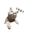 クリーム茶トラのネムと黒猫ピース（個別スタンプ：14）