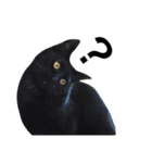 クリーム茶トラのネムと黒猫ピース（個別スタンプ：15）