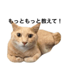 クリーム茶トラのネムと黒猫ピース（個別スタンプ：16）