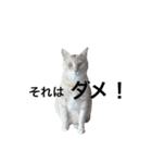 クリーム茶トラのネムと黒猫ピース（個別スタンプ：17）