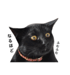クリーム茶トラのネムと黒猫ピース（個別スタンプ：18）