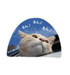 クリーム茶トラのネムと黒猫ピース（個別スタンプ：19）