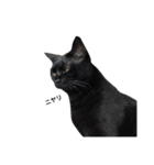 クリーム茶トラのネムと黒猫ピース（個別スタンプ：21）