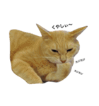 クリーム茶トラのネムと黒猫ピース（個別スタンプ：22）