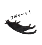 クリーム茶トラのネムと黒猫ピース（個別スタンプ：26）