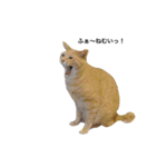 クリーム茶トラのネムと黒猫ピース（個別スタンプ：27）
