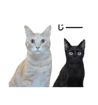 クリーム茶トラのネムと黒猫ピース（個別スタンプ：31）