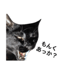 クリーム茶トラのネムと黒猫ピース（個別スタンプ：33）