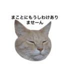クリーム茶トラのネムと黒猫ピース（個別スタンプ：34）