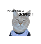クリーム茶トラのネムと黒猫ピース（個別スタンプ：37）