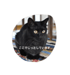 クリーム茶トラのネムと黒猫ピース（個別スタンプ：38）
