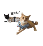 クリーム茶トラのネムと黒猫ピース（個別スタンプ：40）