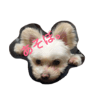 犬と亀（個別スタンプ：1）